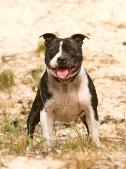 Arlanda | Staffordshire Bull Terrier 