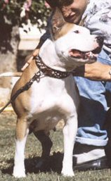 Windsor Lady V Simba Camp | American Staffordshire Terrier 