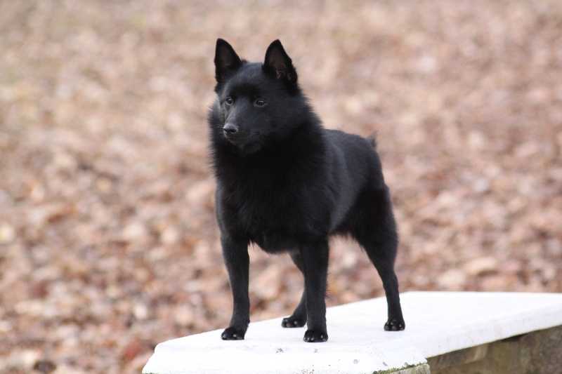 Renjen N Fullmoon never ending story | Schipperke 