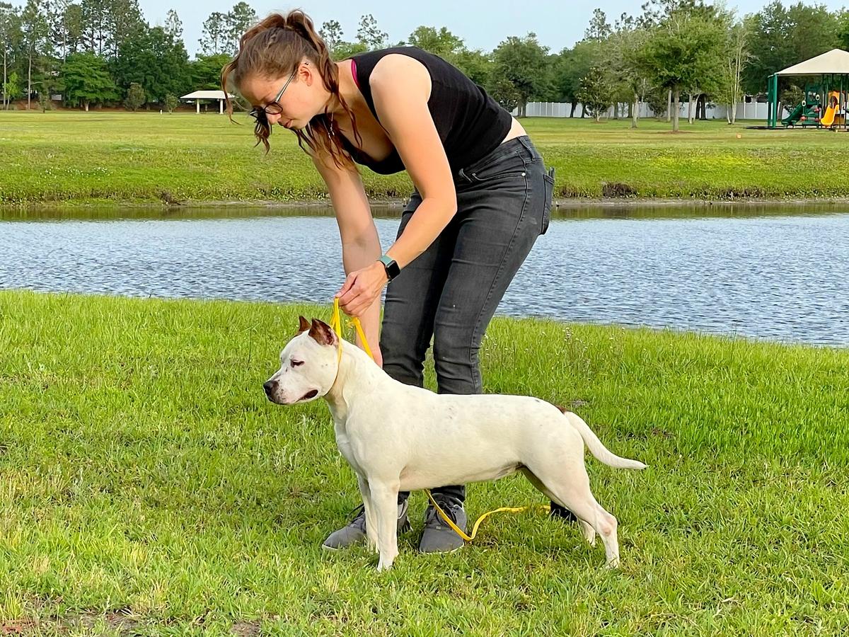 LBK’s Rebel and Proud Now I'm Here | American Staffordshire Terrier 