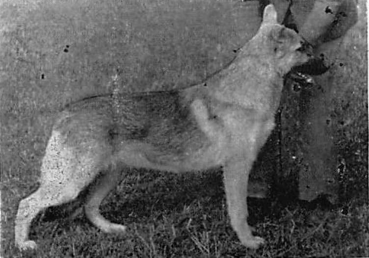 Magnolia of Huesca | German Shepherd Dog 