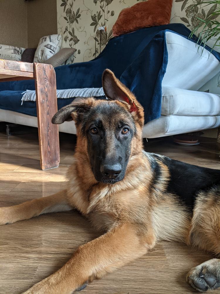 Tania del Rione Antico | German Shepherd Dog 