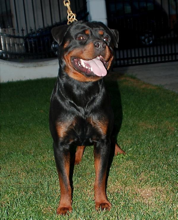 Cita Miracle Rott | Rottweiler 