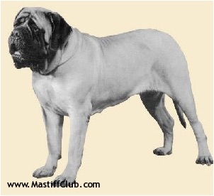 Cedwalla sweet charity | Mastiff 