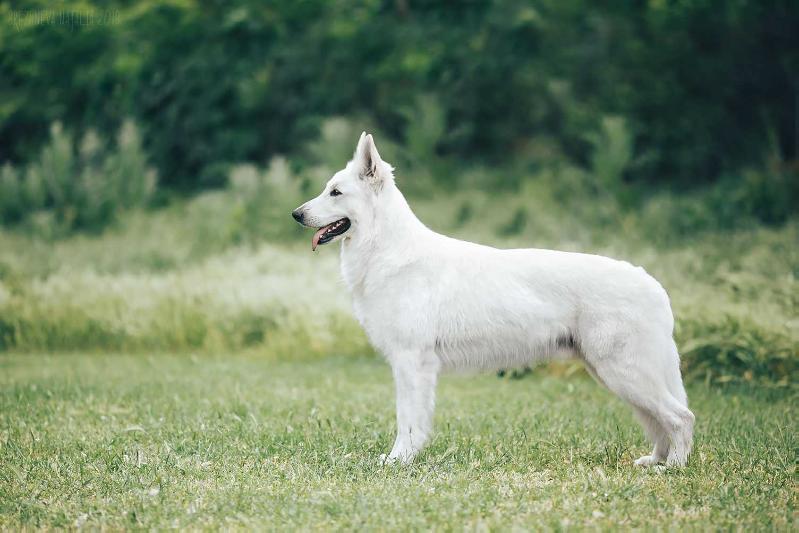 Yudjin iz Doma Litvinih UA | White Swiss Shepherd Dog 