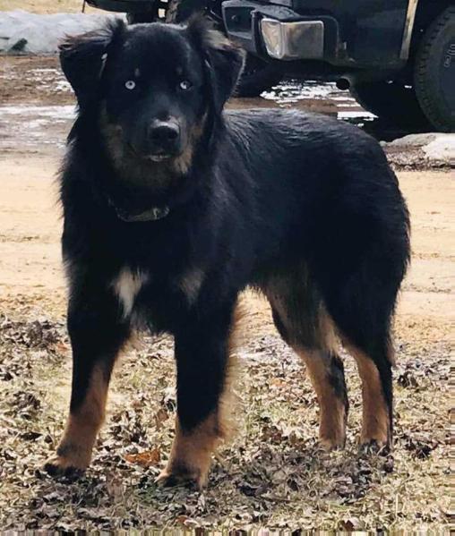 FiveStars Man In Black | Australian Shepherd 