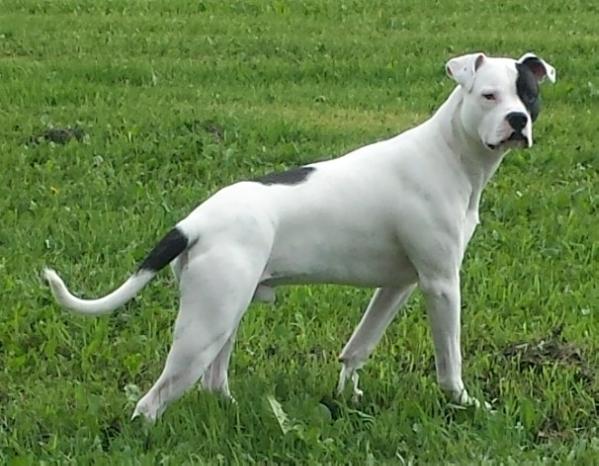 Getz's Rambo of NS | American Bulldog 