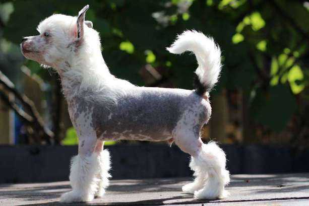 Secret Huragan Oklaskow | Chinese Crested 