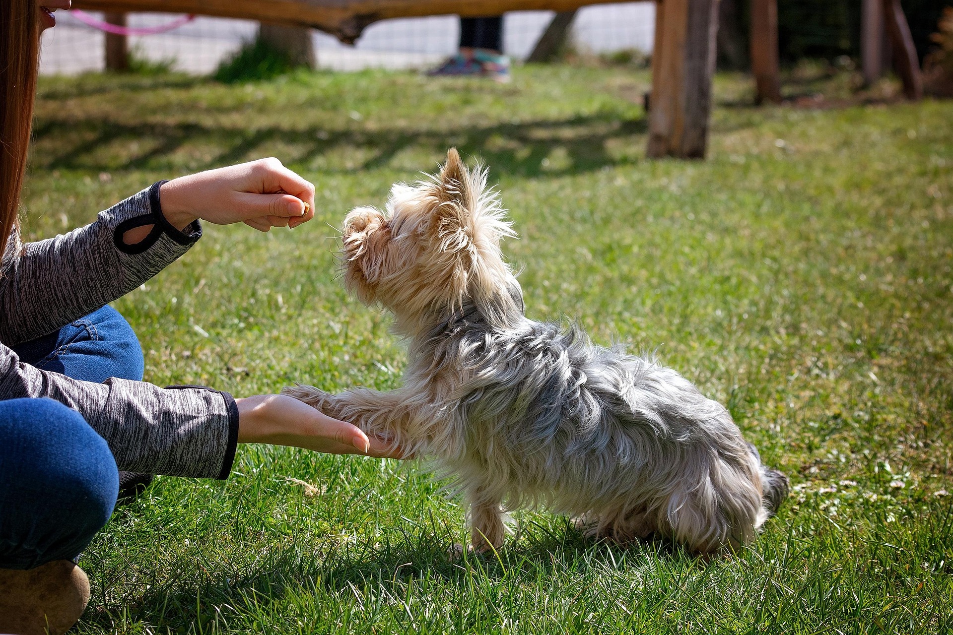 The Science Behind Positive Reinforcement: Why Reward-Based Training Works