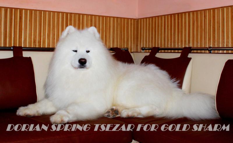 Dorian Spring Tsezar for Gold Sharm | Samoyed 