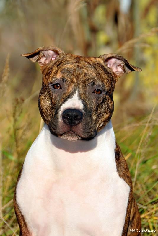 Mia Albachiara Hot Ticket | American Staffordshire Terrier 