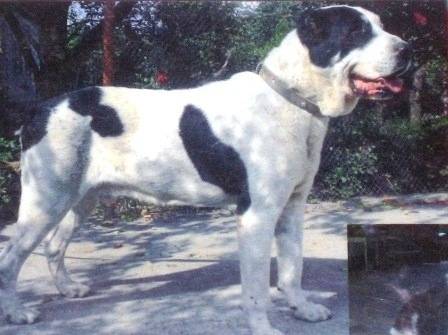 Tibul 'Neliubov' | Central Asian Shepherd Dog 