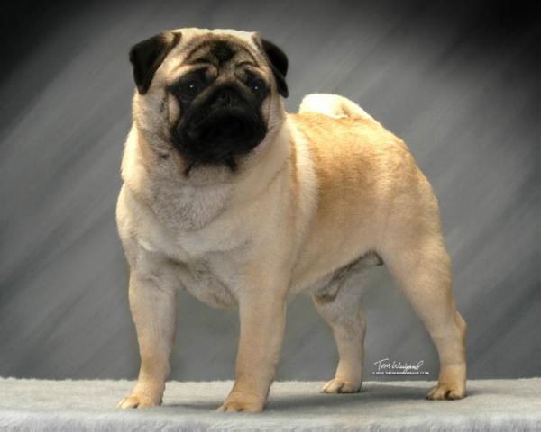 Coral Bay's Winsome Wild Card | Pug 