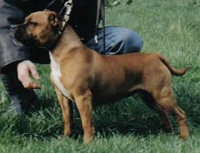 Hot Staff's Brummell's Burgeon | Staffordshire Bull Terrier 