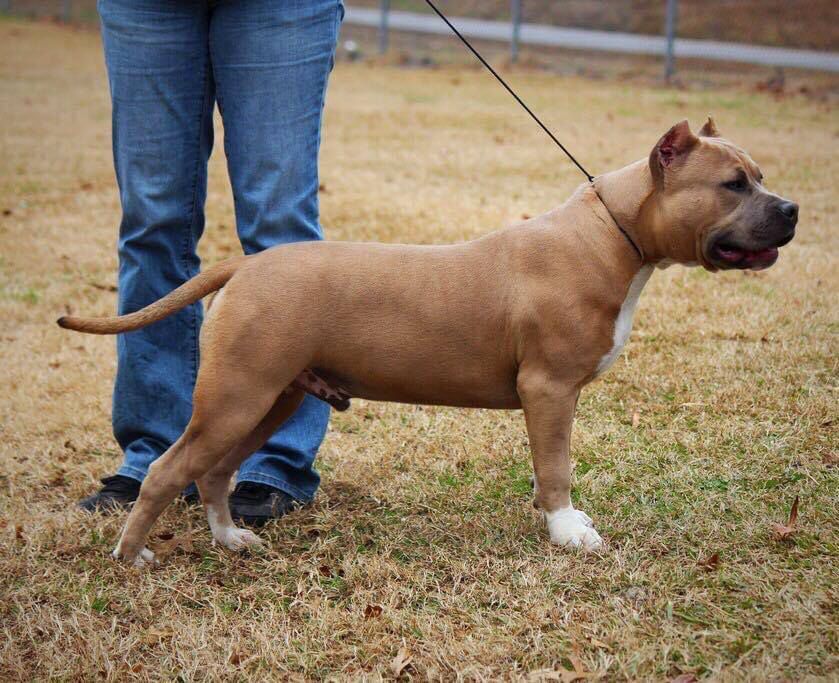 LEONARD'S TUG OF WAR | American Pit Bull Terrier 