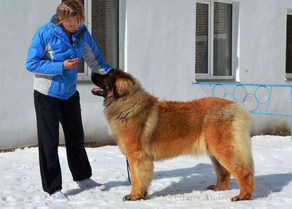 Laik Vizhe Trel Greis Gekata | Leonberger 