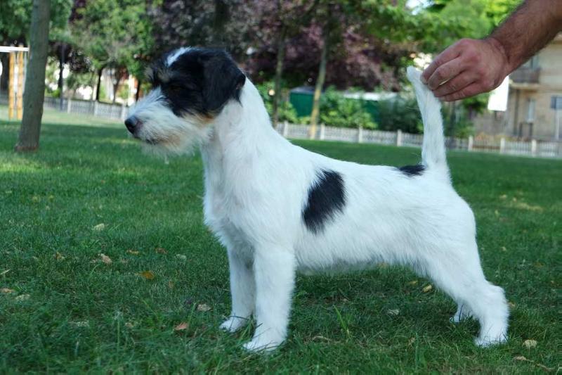 Jackandfish Super Puper | Jack Russell Terrier 