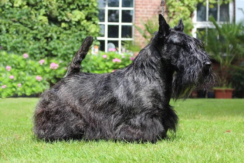 Stuane Investigator | Scottish Terrier 