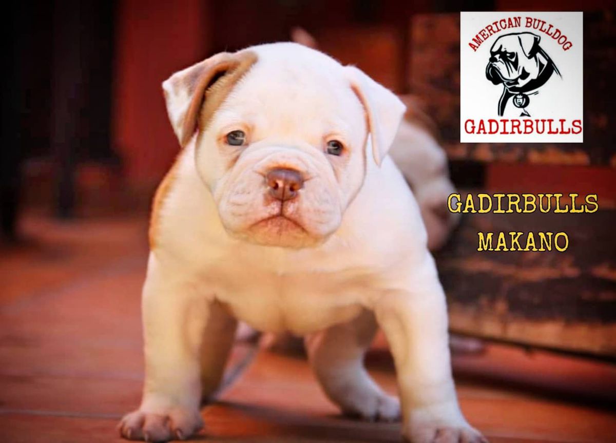 GADIRBULLS MAKANO | American Bulldog 