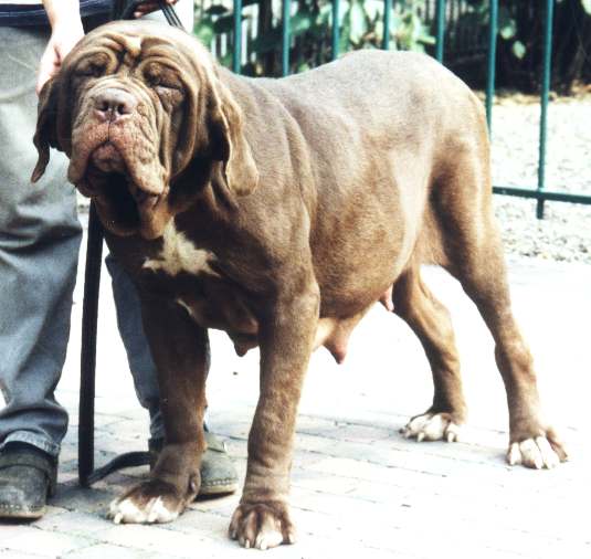 Ypeline of the Thatch Roof | Neapolitan Mastiff 