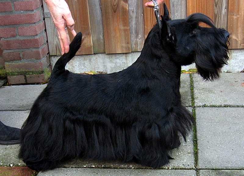 KONGO Tecono | Scottish Terrier 