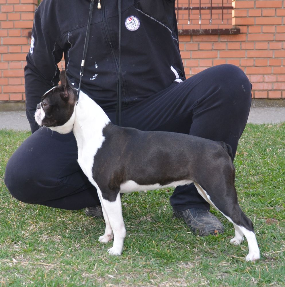 Hermiona of Black Berry Beauty's | Boston Terrier 