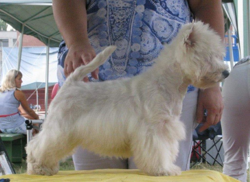 Chameli P'Yari Sarna | West Highland White Terrier 