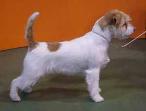 ALEMAR VINTAZH DZHAYANTI | Jack Russell Terrier 