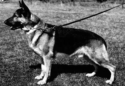 Pascha vom Gelnhäuser Schlößchen | German Shepherd Dog 