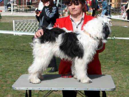 Rozsdas Halasz Gang-go Godira | Tibetan Terrier 