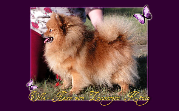 Ulla-Hexe von Zwergen König | German Spitz 