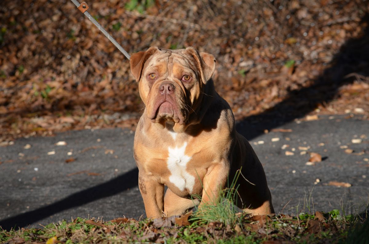 KHAOS' PIXEL PERFECT | Olde English Bulldogge 