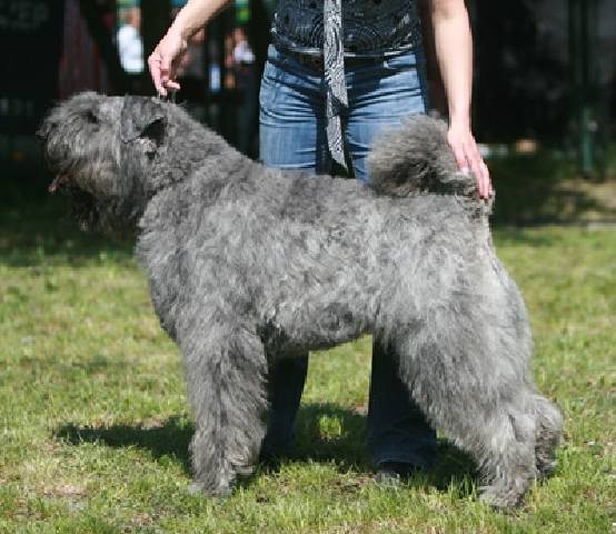 Ju Ju Aicha v. Bouvier Topline | Bouvier des Flandres 