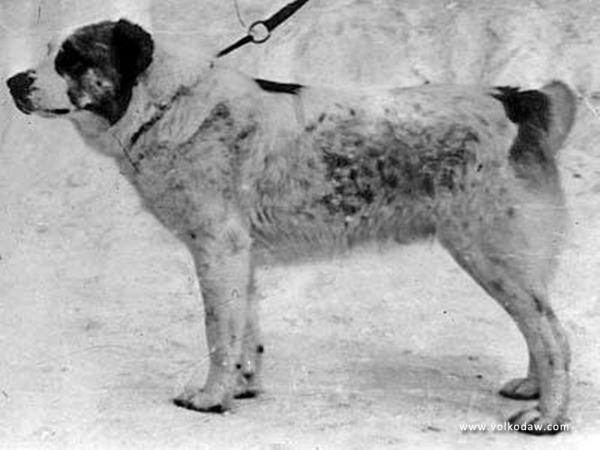 Azhdar 'Ermolovo' | Central Asian Shepherd Dog 