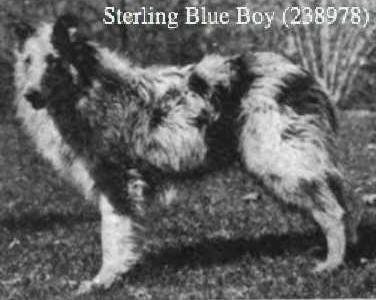 Sterling Blue Boy (238978) | Rough Collie 