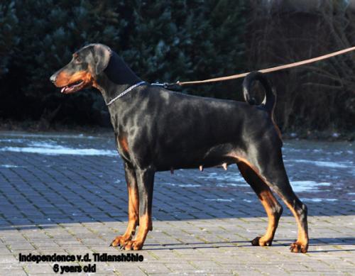 Independence v.d. Tidianshöhle | Black Doberman Pinscher