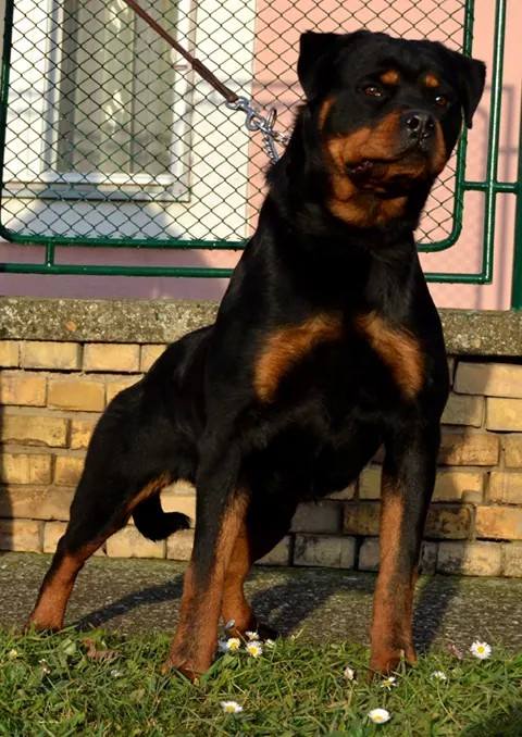 Fate Dark Night | Rottweiler 