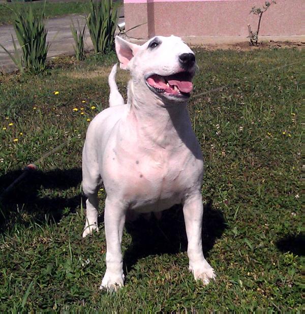 Forever mine bully star | Bull Terrier 