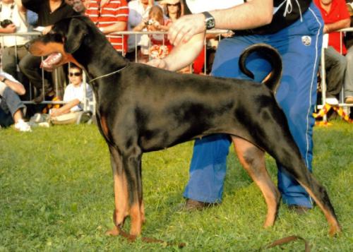 Bella Virna del Palazzo di Shanta | Black Doberman Pinscher