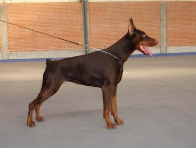 Donna Cardoso's Dharma | Brown Doberman Pinscher