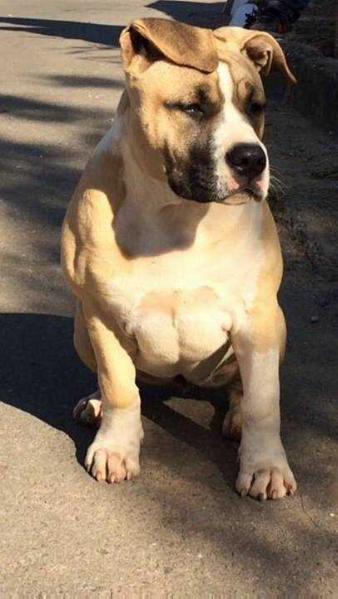 American Colasanta Bonnie | American Staffordshire Terrier 