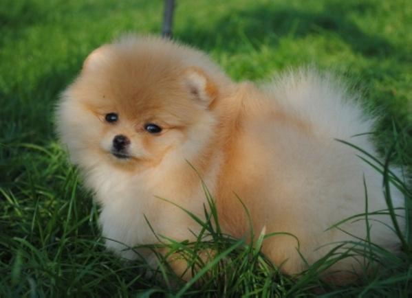 Pride of Little Elf Best Orange Dream(Toy) | Pomeranian 