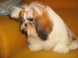 Charlote Triângulo Mineiro | Shih Tzu 