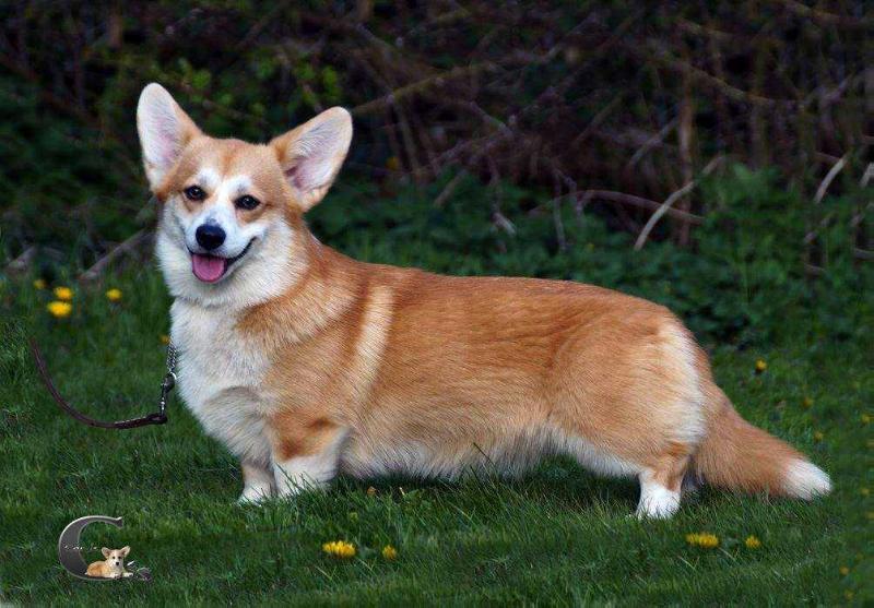 C's Quest For Love | Pembroke Welsh Corgi 