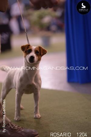 Triomphe D'Amore Rags Puma | Jack Russell Terrier 