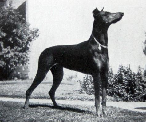 Maedchen v. Hess | Black Doberman Pinscher