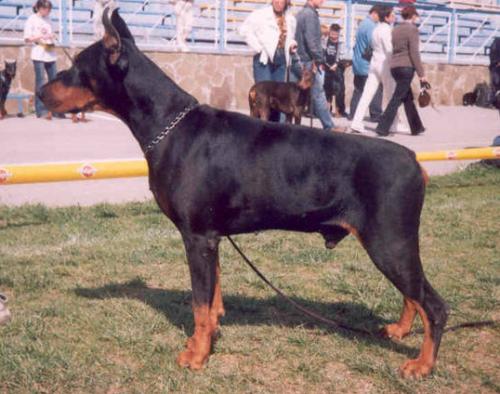 Hiro Stardust | Black Doberman Pinscher