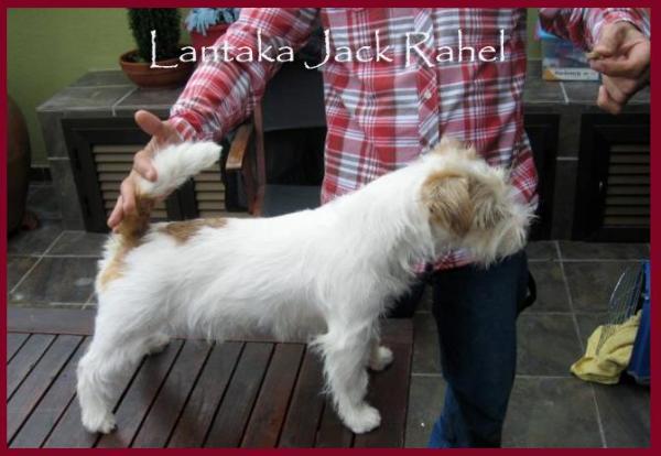 LANTAKA JACK RAHEL | Jack Russell Terrier 