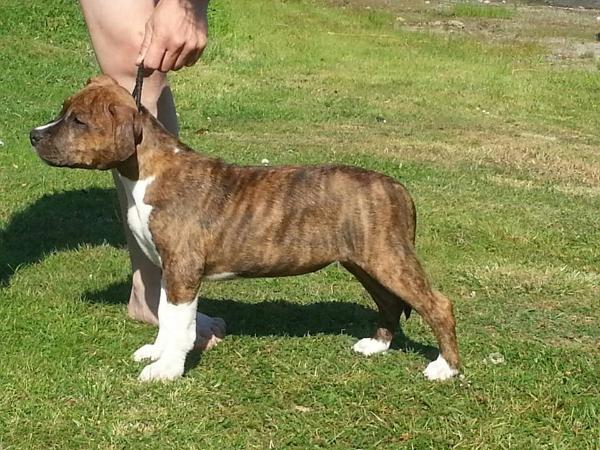 Smokey´s BIS ES ET OPTIMUS | American Staffordshire Terrier  Smokey´s BIS ES ET OPTIMUS | American Staffordshire Terrier