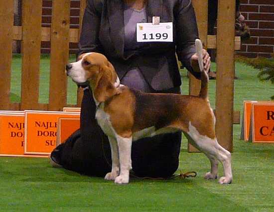 LAMBORGINI Famiglia Della Regina | Beagle 